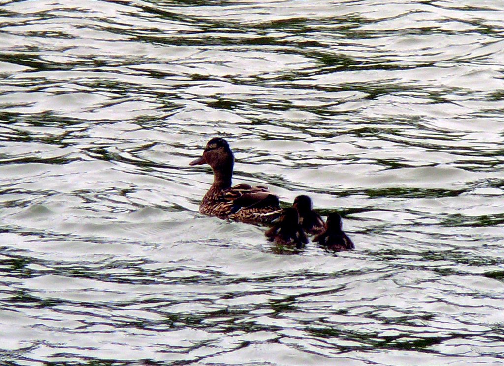 Cane colvert et ses petits